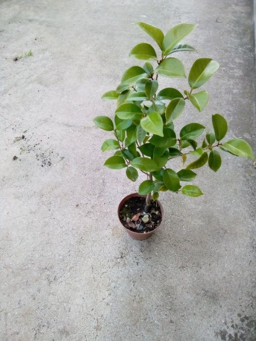 CAMPANHA 2021/2022 - Ciprestes/Photinias/Lauros/Plantas/Jardim