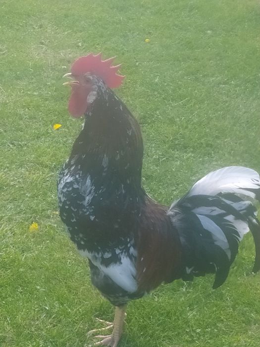 Koguty rasowe zmienią kurnik