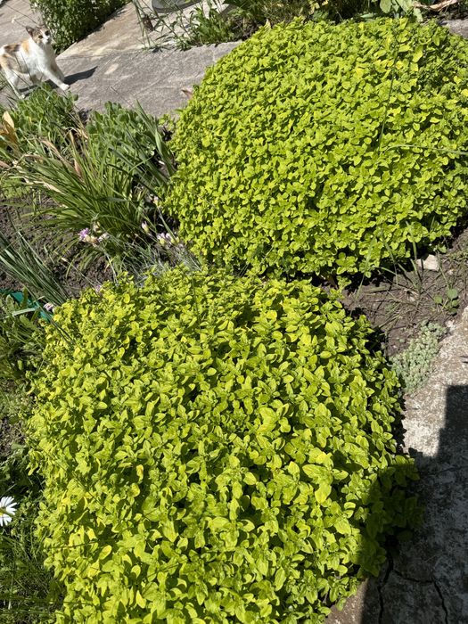 Багаторічні рослини хоста, орегано, яглиця варієгатна, очитки