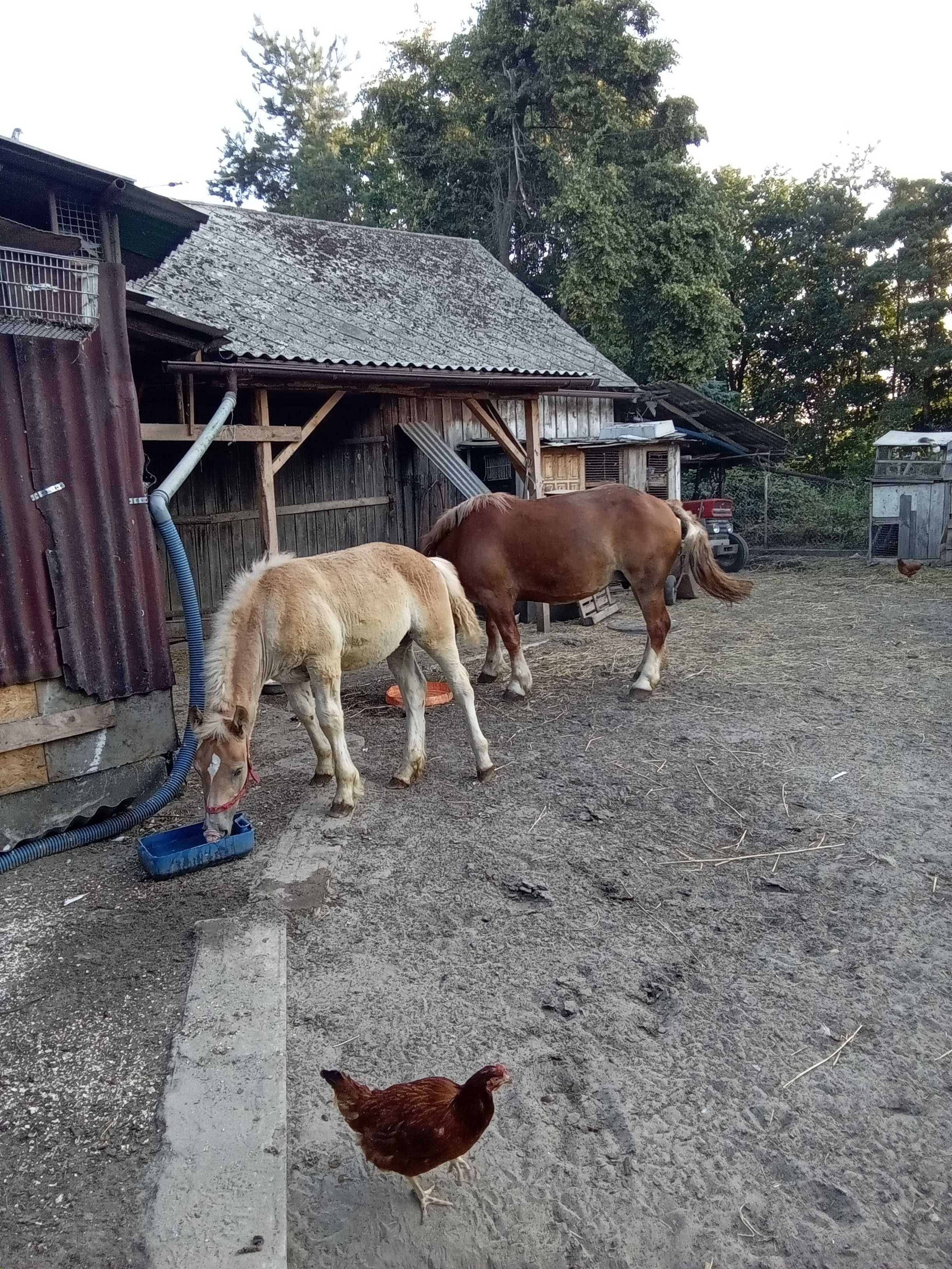Sprzedam dwie klacze zimnokrwiste i dwie źróbki