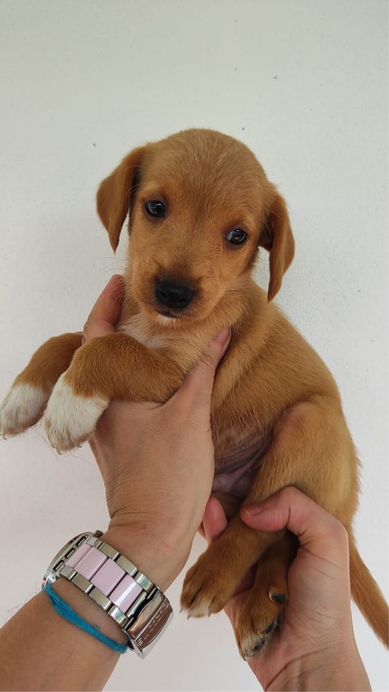 Bebés porte pequeno