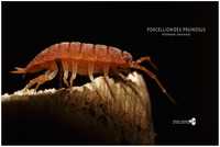 Powder Orange (Porcellionides pruinosus) isopody - ekipa sprzątająca