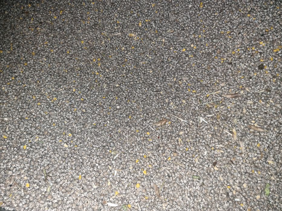 Łubin wąskolistny niebieski gorzki