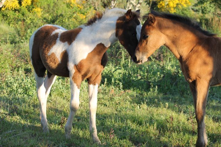 Poldras e podros
