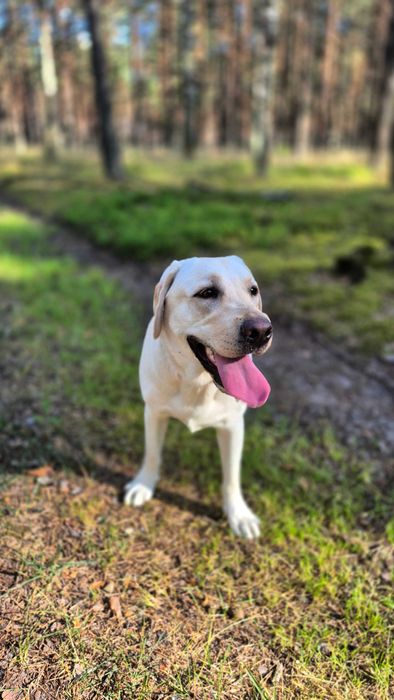 Oddam roczną suczke labradora z rodowodem w dobre rece