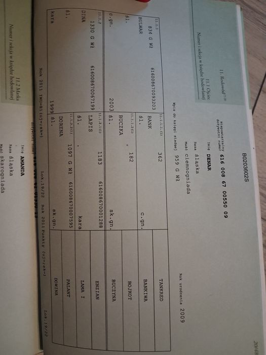 Klacz Śląska 20 miesięcy
