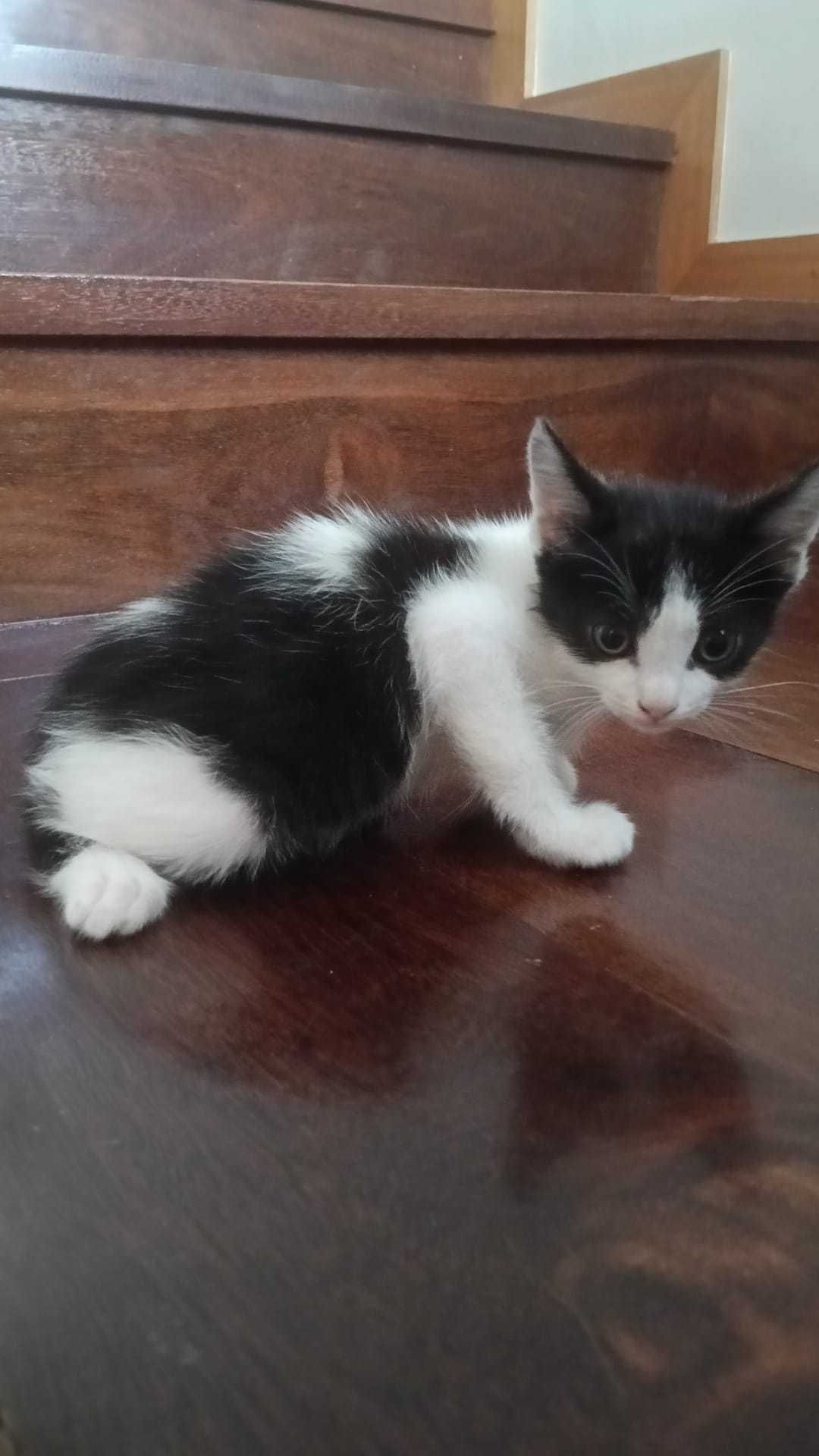 Gatinhos Bébes para Adopção