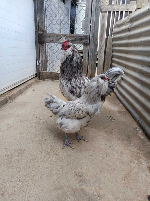 Casais de Ameraucanas