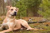 Piękny biszkoptowy pies w typie rasy amstaff do świadomej adopcji