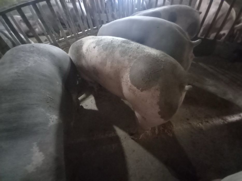 Свині мясні