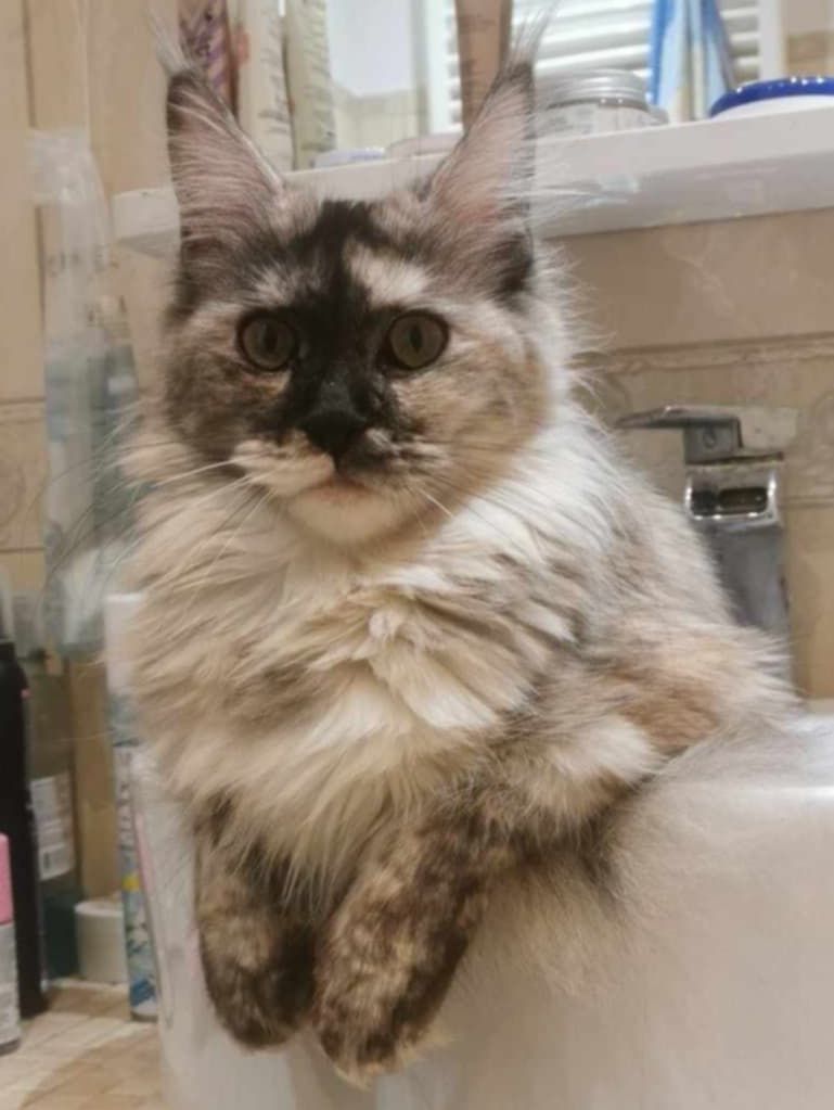 Kotka Maine coon