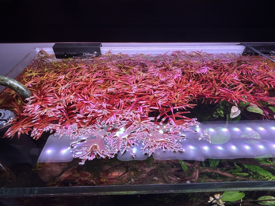 Rotalla blood red/Roslina akwarystyczna