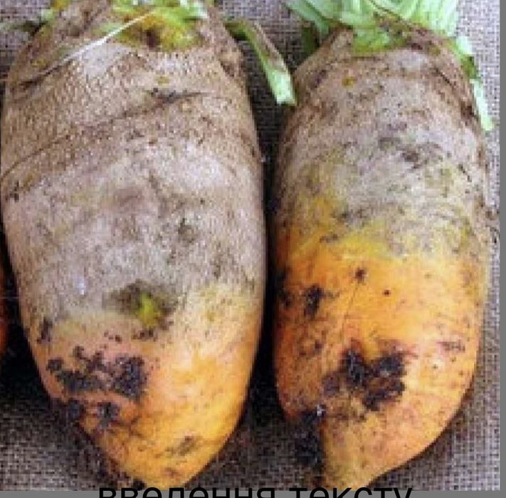 Корми для тварин