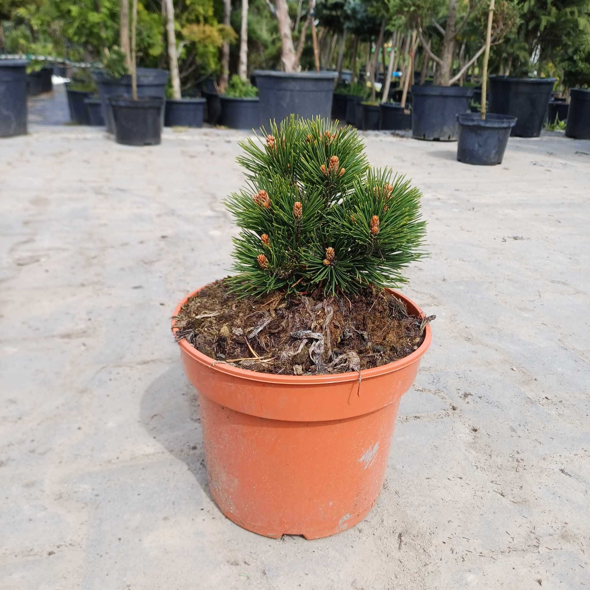 Sosny szczepione\pinus, picea