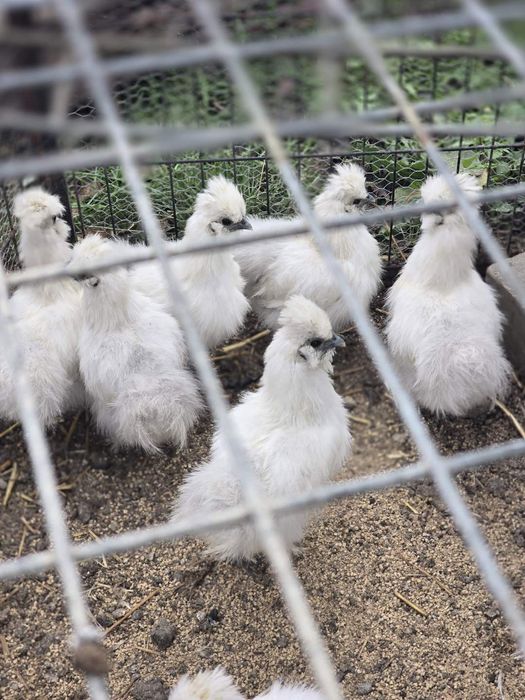 Koguty i kurki silki biale