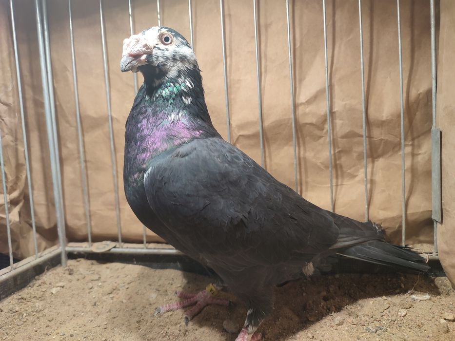 Pocztowe staropolskie czarne tygrysy