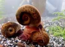Planorbis / ramshorn snail (caracol de água doce)
