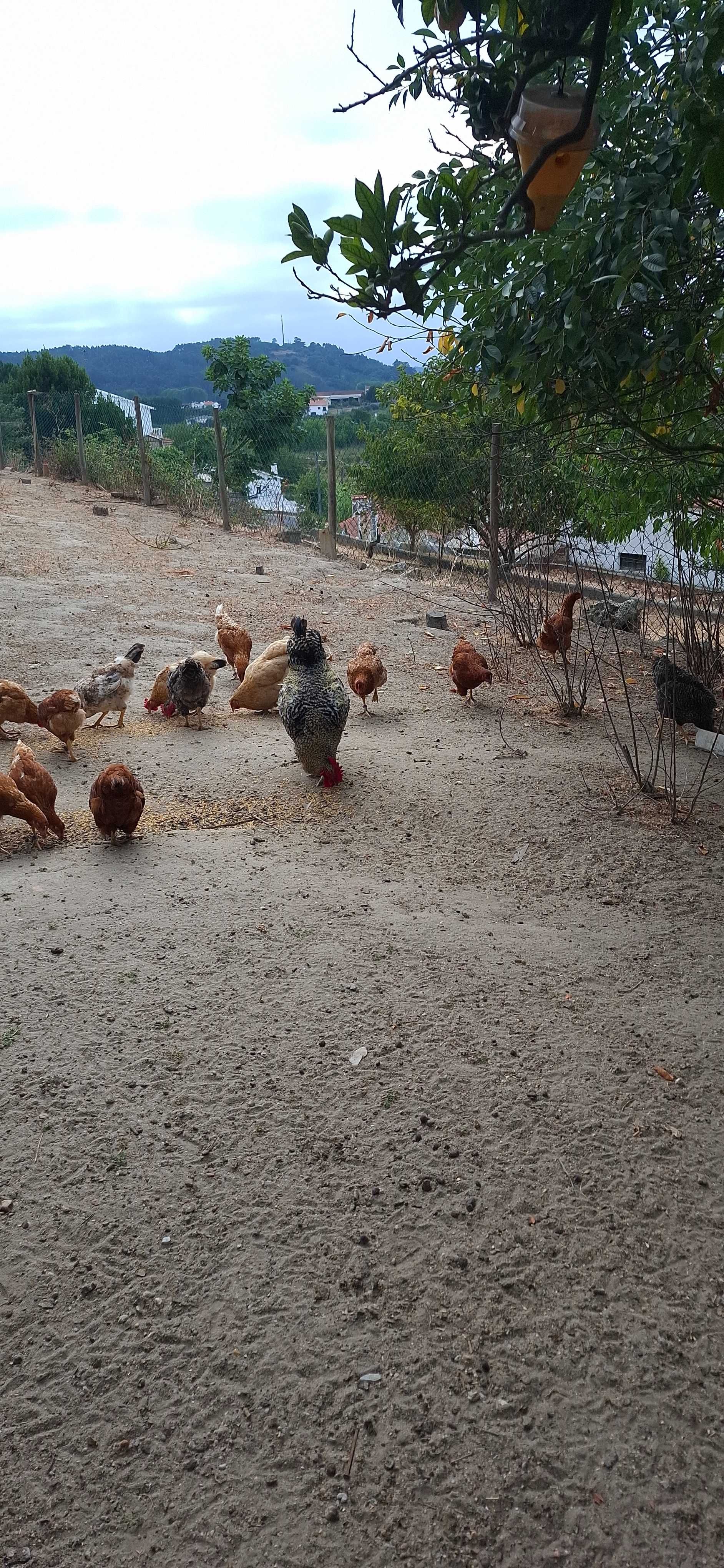 Galos e galinhas