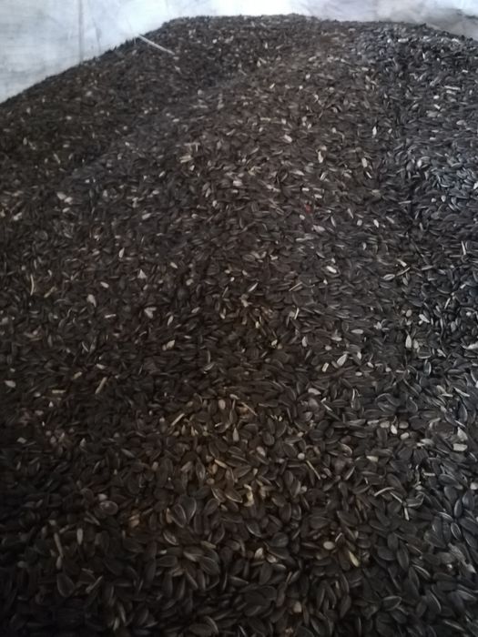 Sprzedam słonecznik