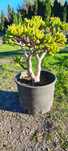 Planta suculenta