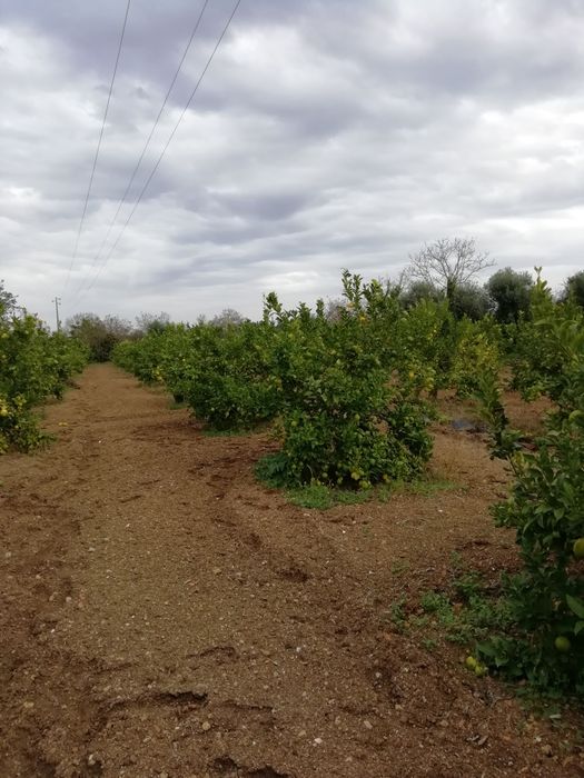 Vendo limões tenho toneladas