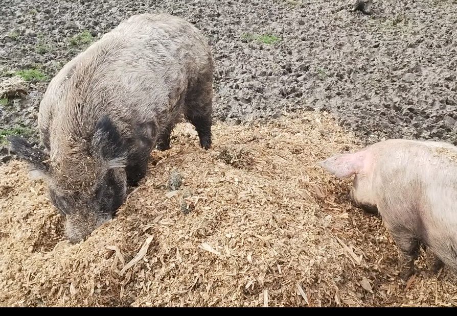 Knur odyniec świniodzik nie mangalica nie wietnamka świniodzik