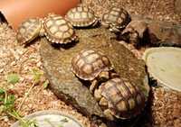 Черепахи шпороносные сухопутные