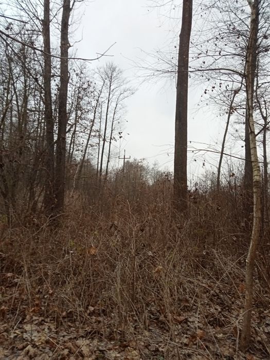 Topola drzewo na pniu