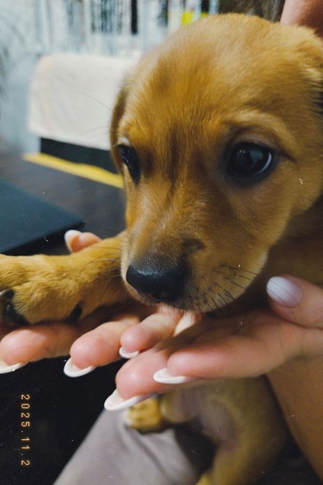 Віддамо цуцика у добрі руки