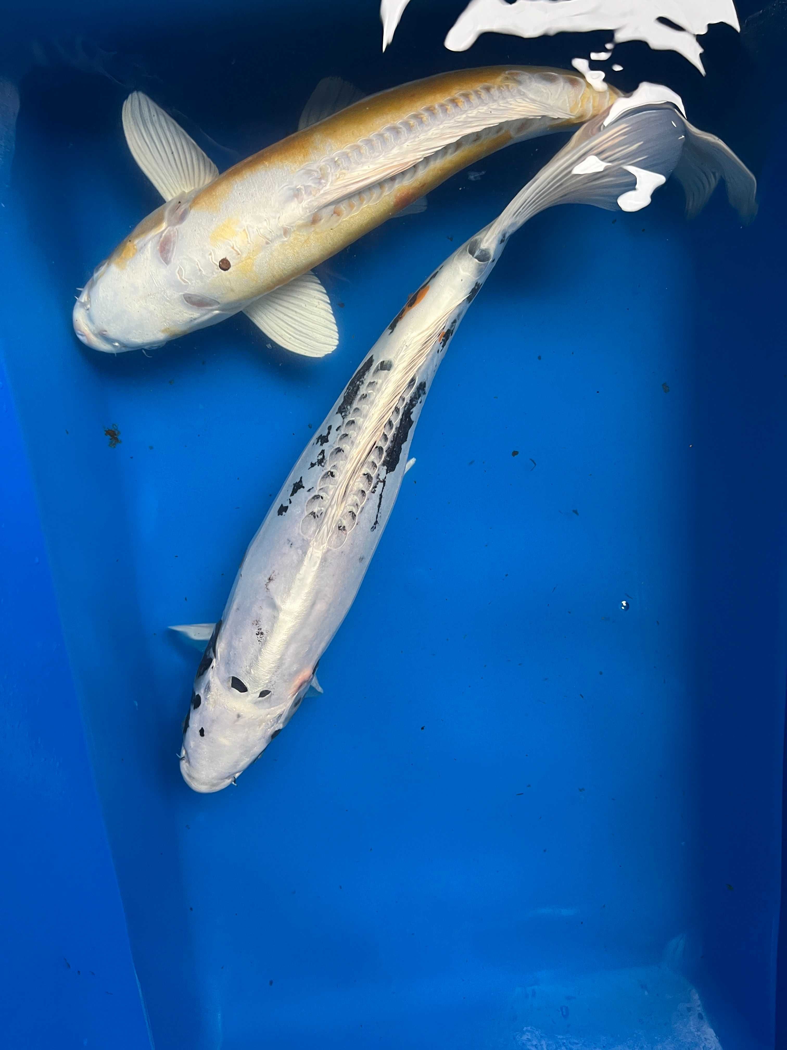 Oryginalne Karpie Koi