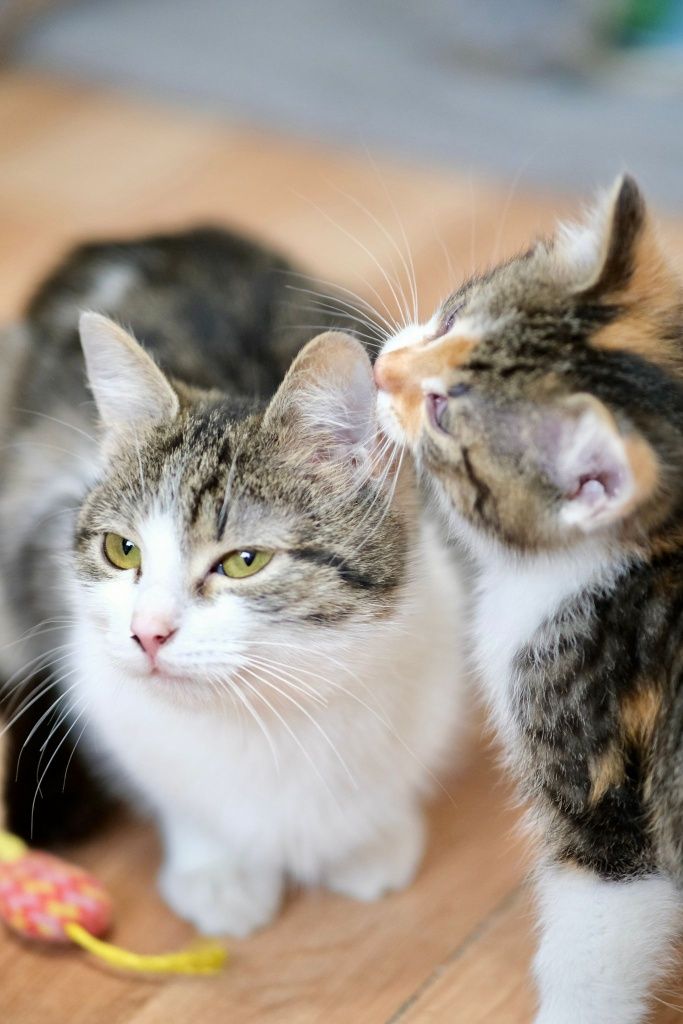 Młodziutka kotka do adopcji
