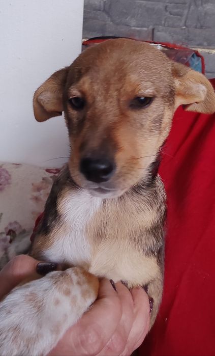 Віддам цуценят в добрі руки