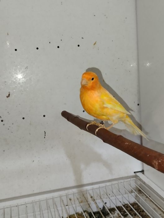 Samce kanarki czerwone i mozaiki