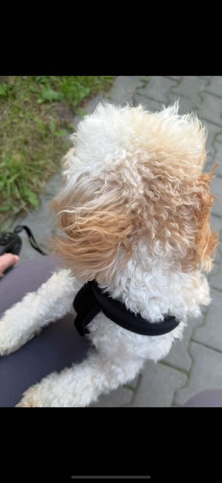 Maltipoo 13mc odchowany