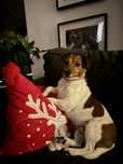 Oddam w dobre ręce sunie Jack Russel Terrier