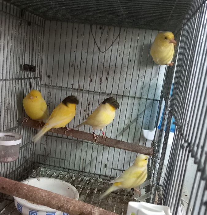 Vendo 8 canários