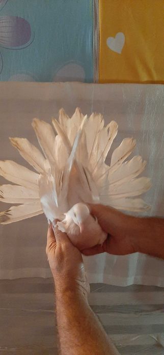 Orlik polski biały - Orliki polskie białe