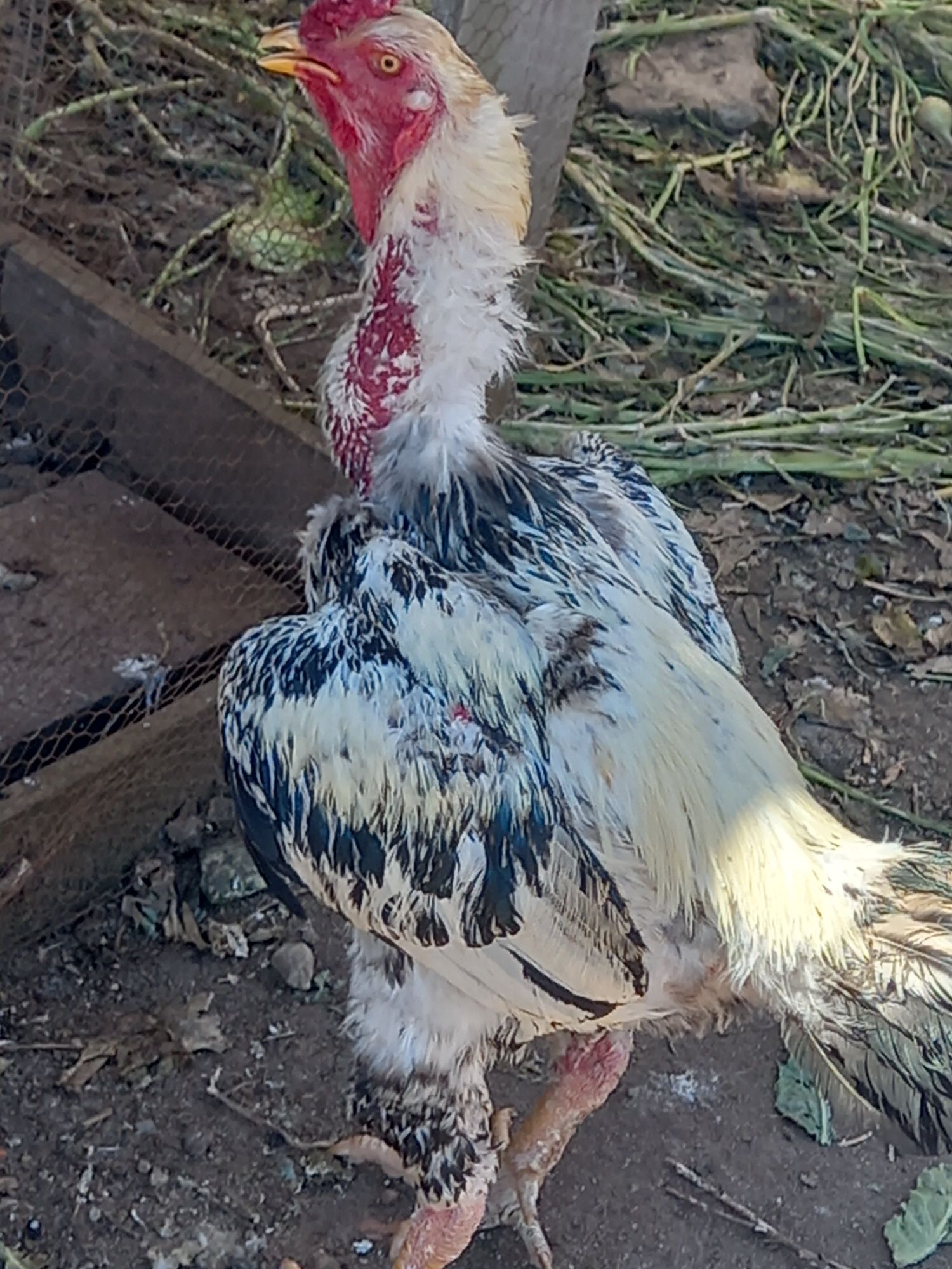 Ovos Índio Gigante Crista Bola Ervilha