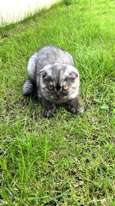 Gatinha "Scottish Fold"