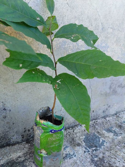 Paw paw- Asimina Triloba