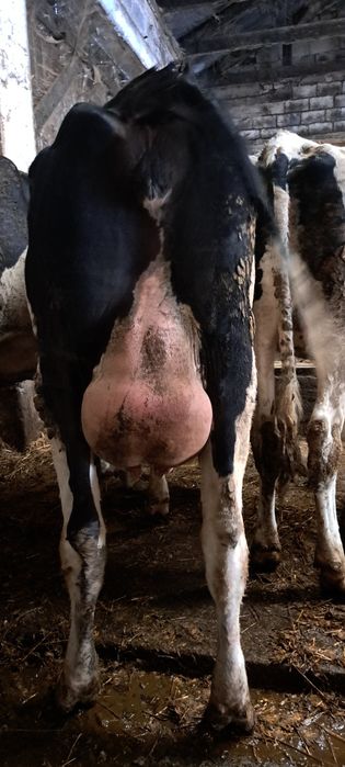 Jałowki wysokocielne