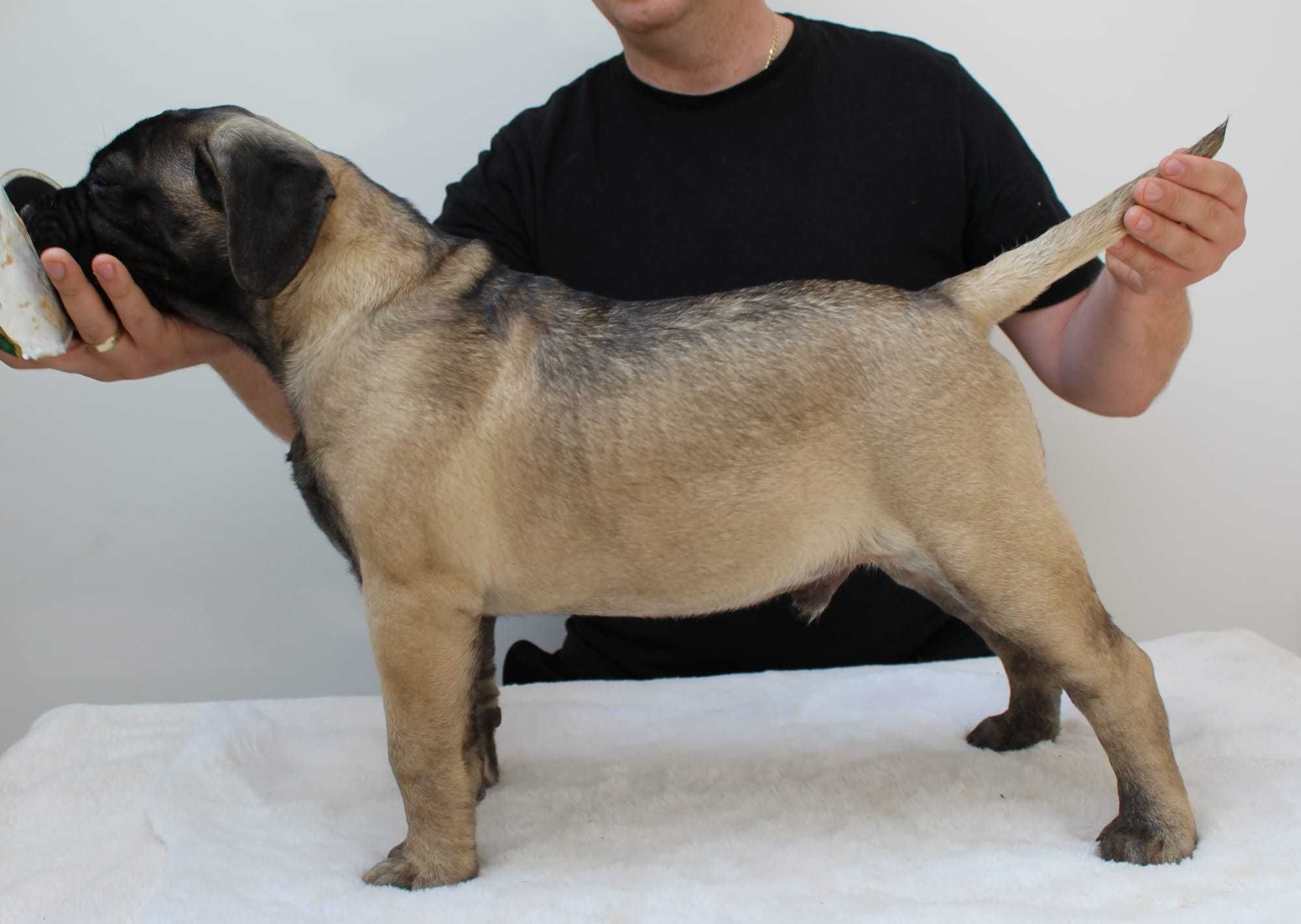 Bullmastiff piesek
