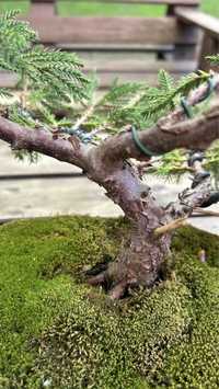 Бонсай ялівець juniperus pfitzeriana compacta
