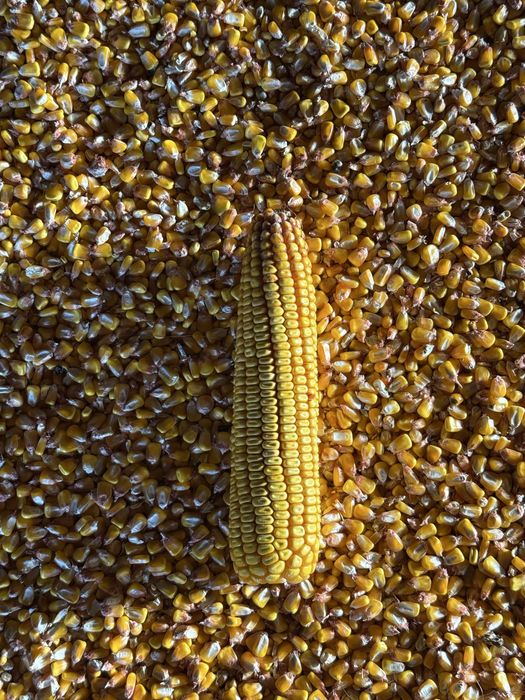 Продам кукурудзу 300т база