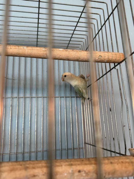 Agapornis macho com gaiola