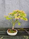 Bonsai acer orange dream