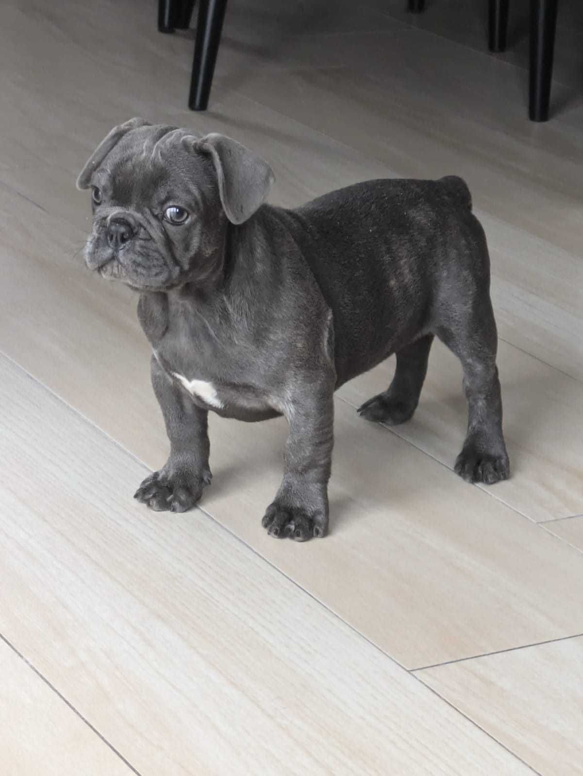 Buldog Francuski niebieski piesek