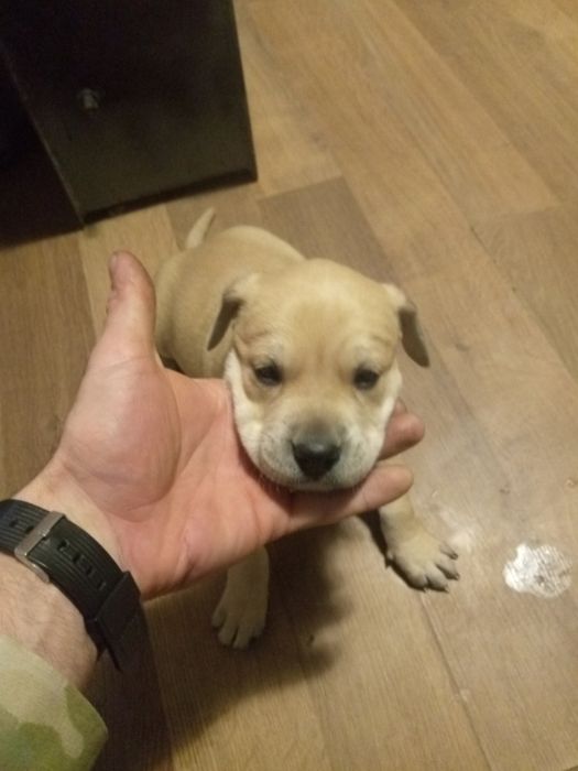 Продам щенят пітбуля