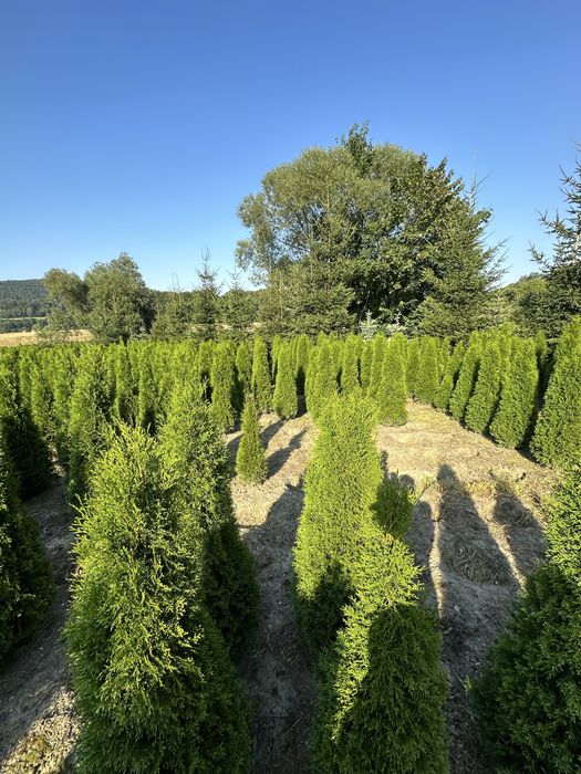 Tuja szmaragd ogodzenie żywopłot transport sadzenie