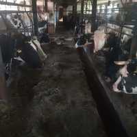 krowy mleczne - likwidacja stada